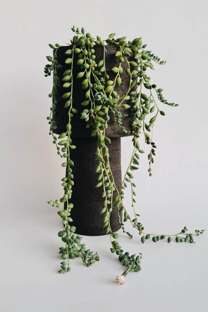 STRING OF PEARLS IN THIRA XL POT